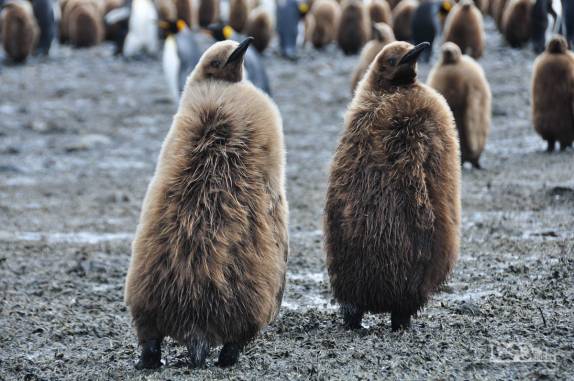 Ainda com a penagem marrom, filhotes de pinguins rei em Salisbury Plain, na Geórgia do Sul